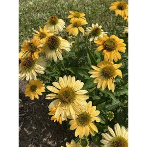 Kasvirág - Echinacea purpurea 'Mellow Yellows'