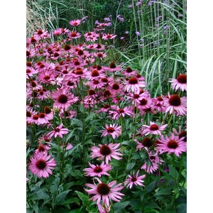 Kasvirág - Echinacea purpurea 'Rubinstern'