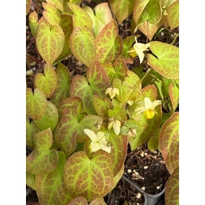 Kénsárga tündérvirág - Epimedium versicolor 'Sulphureum'