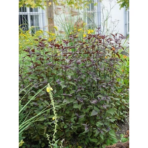 Sédkender - Eupatorium rugosum 'Chocolate'