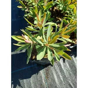 Kutyatej - Euphorbia hybrida 'Galaxy Glow'