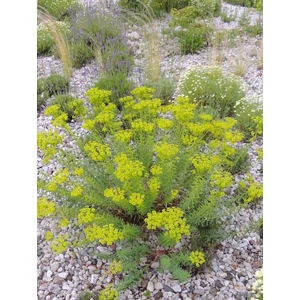 Pusztai kutyatej - Euphorbia seguieriana