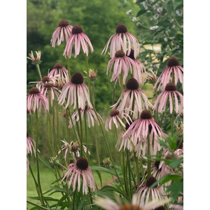 Halvány kasvirág - Echinacea pallida