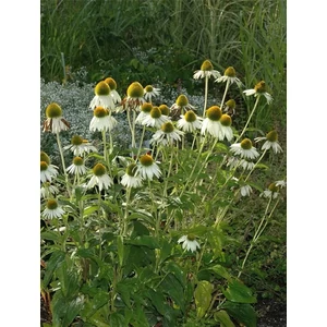 Bíbor kasvirág - Echinacea purpurea 'Alba'