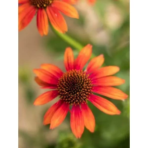 Kasvirág - Echinacea purpurea 'Orange Sunset'