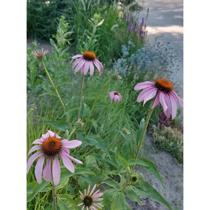 Bíbor kasvirág - Echinacea purpurea 'Magnus'