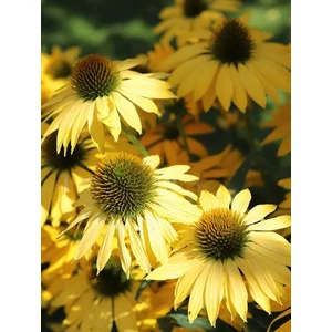 Kasvirág - Echinacea purpurea 'Paradiso Yellow'