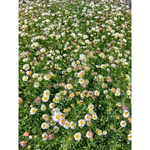 Küllőrojt - Erigeron karvinskianus