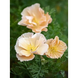Kaliforniai kakukkmák - Eschscholzia californica 'Pink Champagne'
