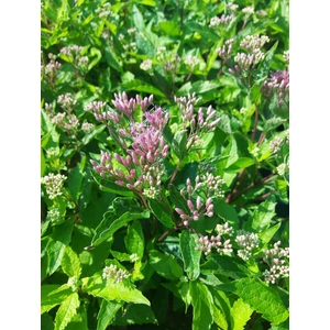 Sédkender - Eupatorium maculatum 'Purple Bush'
