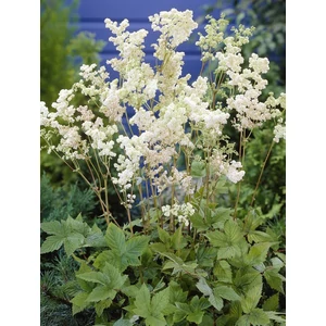 Réti legyezőfű - Filipendula ulmaria 'Plena'