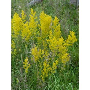 Tejoltó galaj - Galium verum