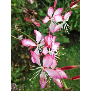 Évelő díszgyertya - Gaura lindheimeri 'Gambit Rose Bicolor'