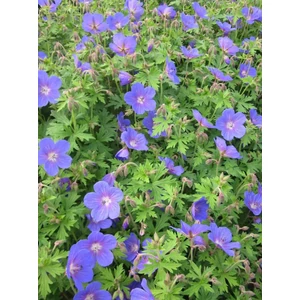 Himalájai gólyaorr - Geranium himalayense