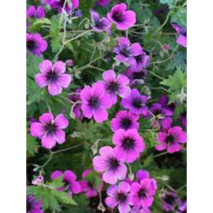 Gólyaorr - Geranium 'Dragon Heart'