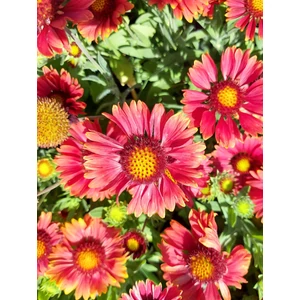 Kokárdavirág - Gaillardia aristata 'Arizona Red Shades'