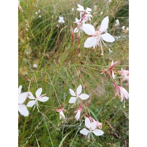 Évelő díszgyertya - Gaura lindheimeri