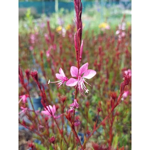 Évelő díszgyertya - Gaura lindheimeri 'Baby Butterfly Dark Pink'