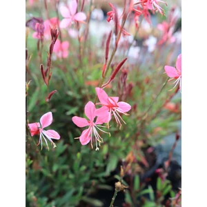Évelő díszgyertya - Gaura lindheimeri 'Siskiyou Pink'