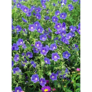 Gólyaorr - Geranium 'Brookside'