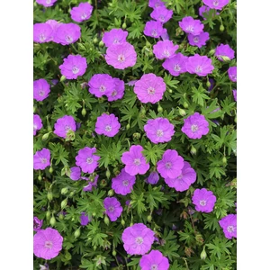 Gólyaorr - Geranium sanguineum 'Tiny Monster'