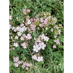 Kúszó fátyolvirág - Gypsophila repens 'Rosea'