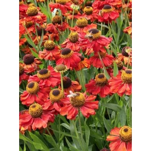 Napfényvirág - Helenium autumnale 'Helena Red Shades'