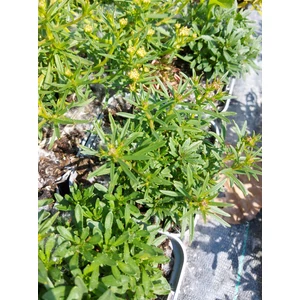 Örökzöld tatárvirág - Iberis sempervirens 'Schneeflocke'