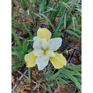Szibériai nőszirom - Iris sibirica 'Chartreuse Bounty'