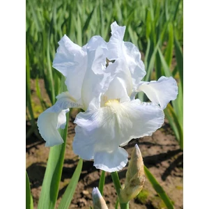 Szakállas nőszirom - Iris germanica 'Immortality'