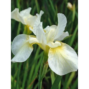 Szibériai nőszirom - Iris sibirica 'Chartreuse Bounty'