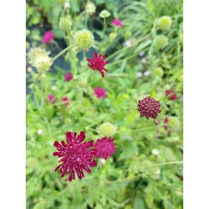 Varfű - Knautia macedonica