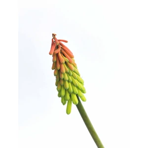 Fáklyaliliom - Kniphofia uvaria 'Flamenco'