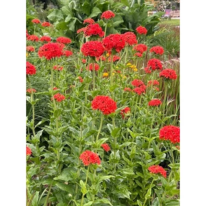 Égőszerelem - Lychnis chalcedonica