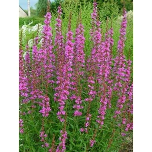 Vesszős füzény - Lythrum virgatum 'Dropmore Purple'