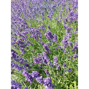 Levendula - Lavandula angustifolia 'Munstead'