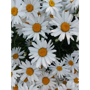 Margitvirág - Leucanthemum x superbum 'Lucille Grace'