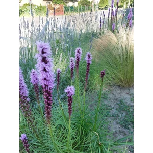 Füzéres díszcsorba - Liatris spicata