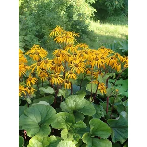 Hamuvirág - Ligularia dentata 'Othello'