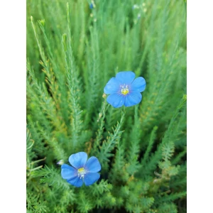 Évelő len - Linum perenne