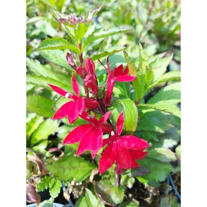 Pompás lobélia - Lobelia speciosa 'Starship Scarlet'