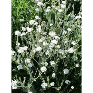 Bársonyos kakukkszegfű - Lychnis coronaria 'Alba'