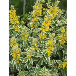 Pettyegetett lizinka - Lysimachia punctata 'Alexander'