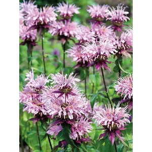 Méhbalzsam - Monarda hybrida 'Beauty of Cobham'