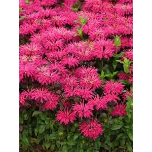 Méhbalzsam - Monarda didyma 'Leading Lady Pink'