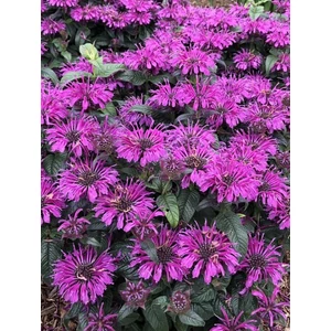 Méhbalzsam - Monarda didyma 'Leading Lady Plum'