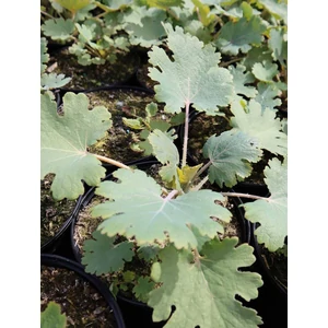 Mákkóró - Macleaya microcarpa 'Kelway's Coral Plume'