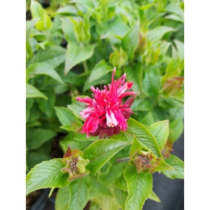 Méhbalzsam - Monarda didyma 'Pocahontas Red Rose'