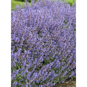 Macskamenta - Nepeta x faassenii 'Purrsian Blue'