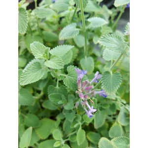 Macskamenta - Nepeta racemosa